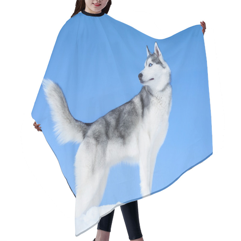 Personality  Adorable Siberian Husky Hair Cutting Cape