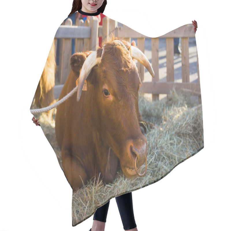 Personality  Bull Resting In Hay In An Enclosure Hair Cutting Cape