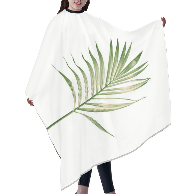 Personality  Green Leaf Of Palm Tree Isolated On White Background Hair Cutting Cape