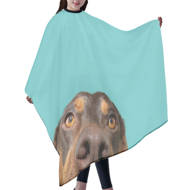 Personality  Close-up Peeking Vizsla Puppy Dog Summer Or Spring, Isolated On Blue Background Hair Cutting Cape