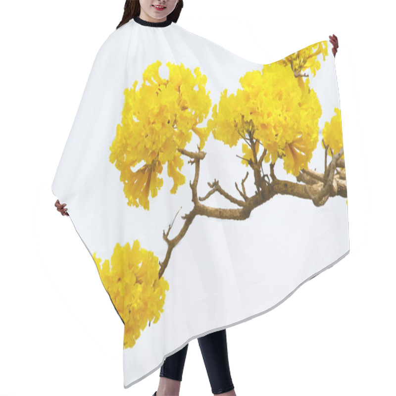 Personality  Tabebuia Aurea Flower Hair Cutting Cape