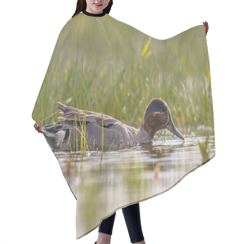 Personality  Male Common Teal Swimming In Marsh Hair Cutting Cape