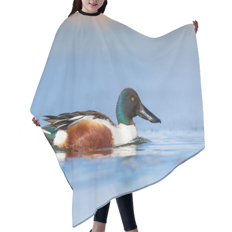 Personality  Swimming Duck. Blue Water Background. Duck; Northern Shoveler. (Spatula Clypeata) Hair Cutting Cape