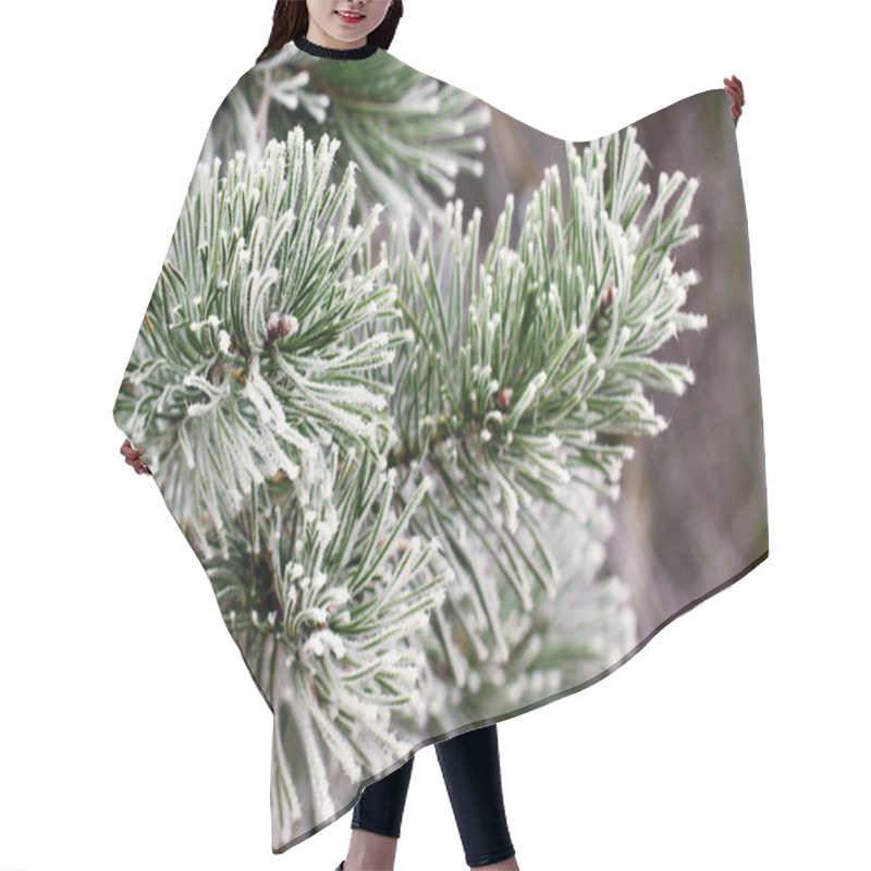 Personality  Background From Pine Iced Tree Branches With Frost. Winter Background Hair Cutting Cape