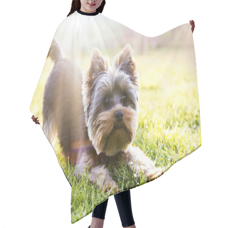 Personality  Yorkshire Terrier Sitting On The Grass Waiting For Play Hair Cutting Cape