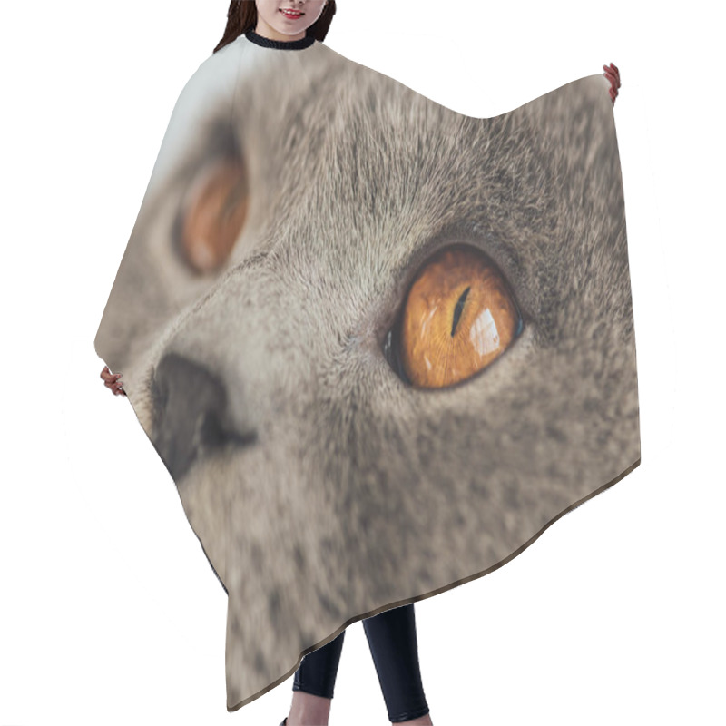 Personality  Cropped View Of Adorable Grey Scottish Fold Cat Looking Away Hair Cutting Cape