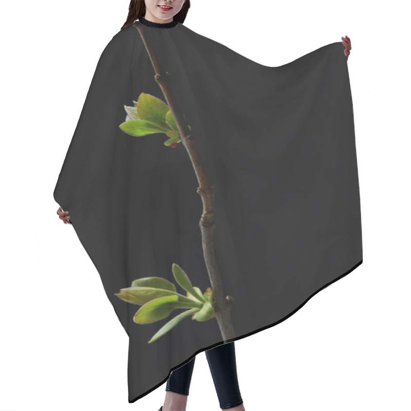 Personality  Closeup Shot Of Leaves On Branch Isolated On Black Background Hair Cutting Cape