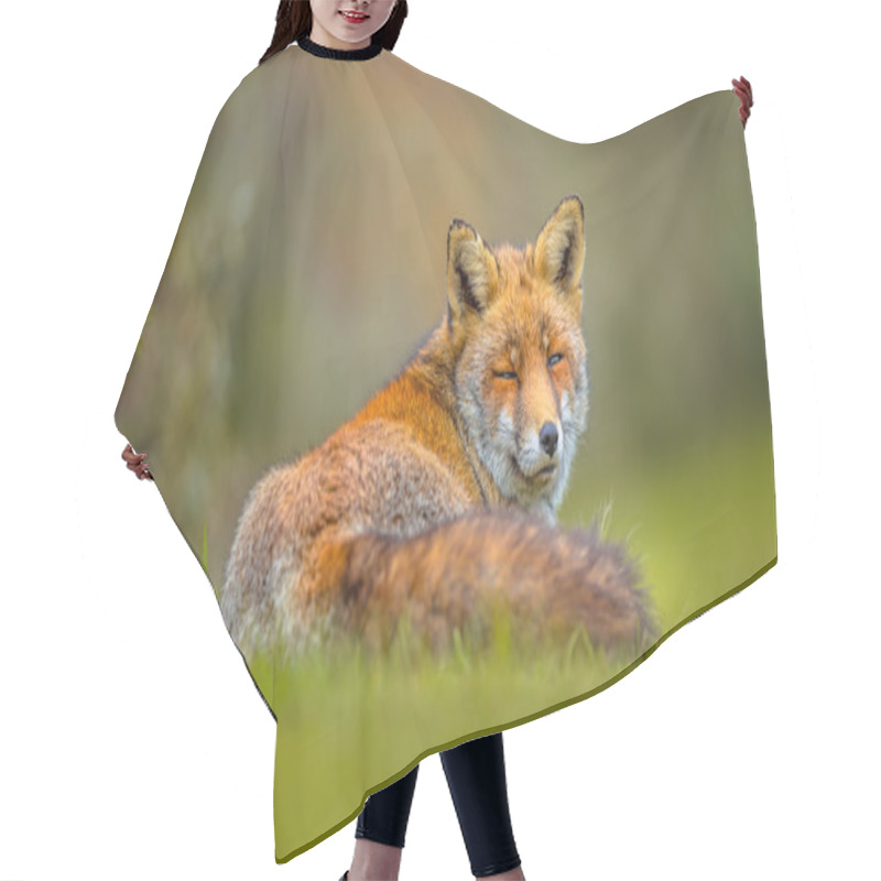 Personality  Old Grey European Red Fox Resting Hair Cutting Cape