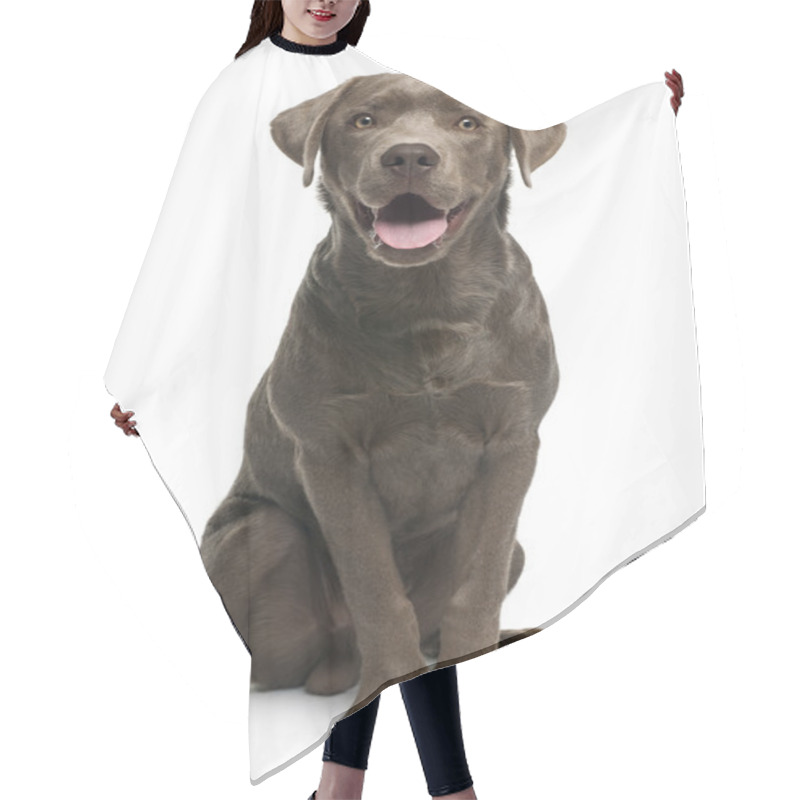 Personality  Labrador Retriever, 7 Months Old, Sitting In Front Of White Background Hair Cutting Cape