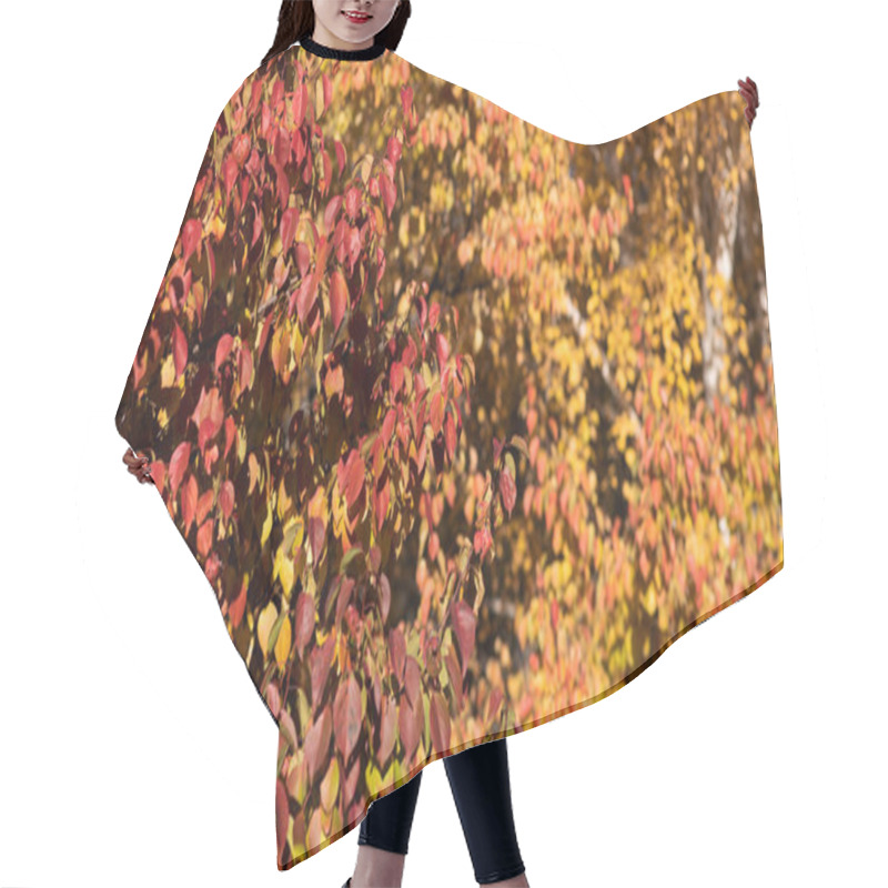 Personality  A Vibrant Display Of Autumn Leaves, With A Rich Gradient From Deep Red To Bright Yellow, Creating A Warm, Textured Tapestry Against The Soft Glow Of The Sunlight Hair Cutting Cape