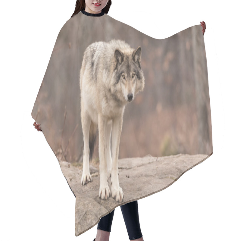 Personality  A Lone Timber Wolf Hair Cutting Cape