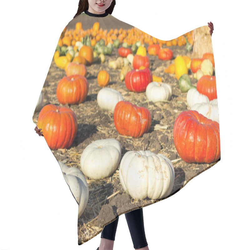 Personality  Pumpkin Patch In California. Hair Cutting Cape