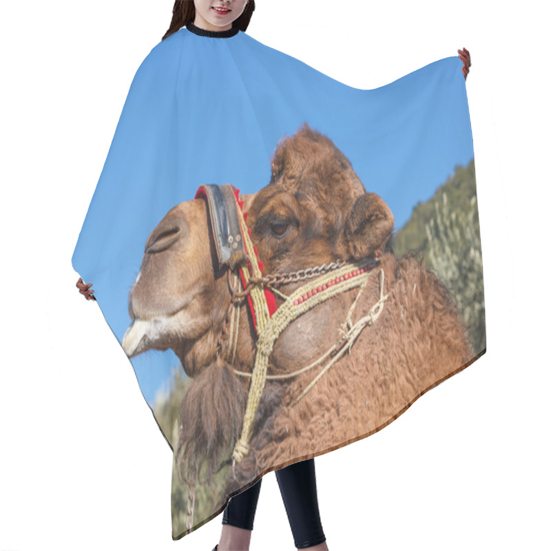 Personality  Fighting Camel In Kusadasi Hair Cutting Cape