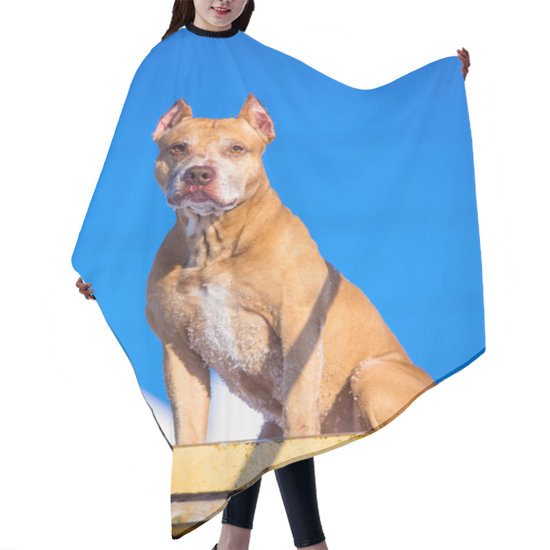 Personality  American Pit Bull Terrier On Training Ground For Dogs Hair Cutting Cape