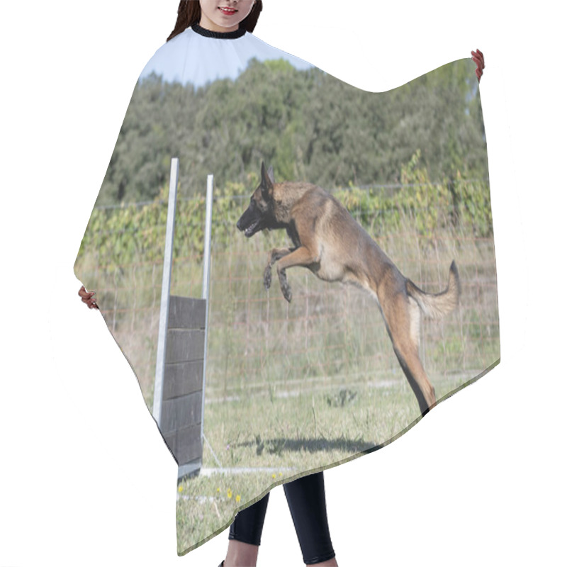 Personality  Malinois  Training  For Obedience Discipline In The Nature Hair Cutting Cape