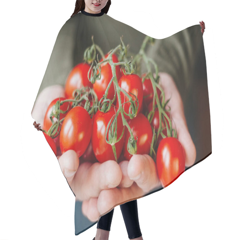 Personality  Fresh Red Tomatoes And Farmer Hands. Hair Cutting Cape