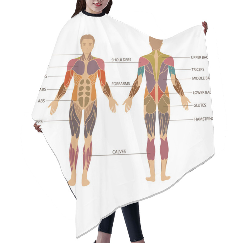 Personality  Human Body, Muscle Hair Cutting Cape