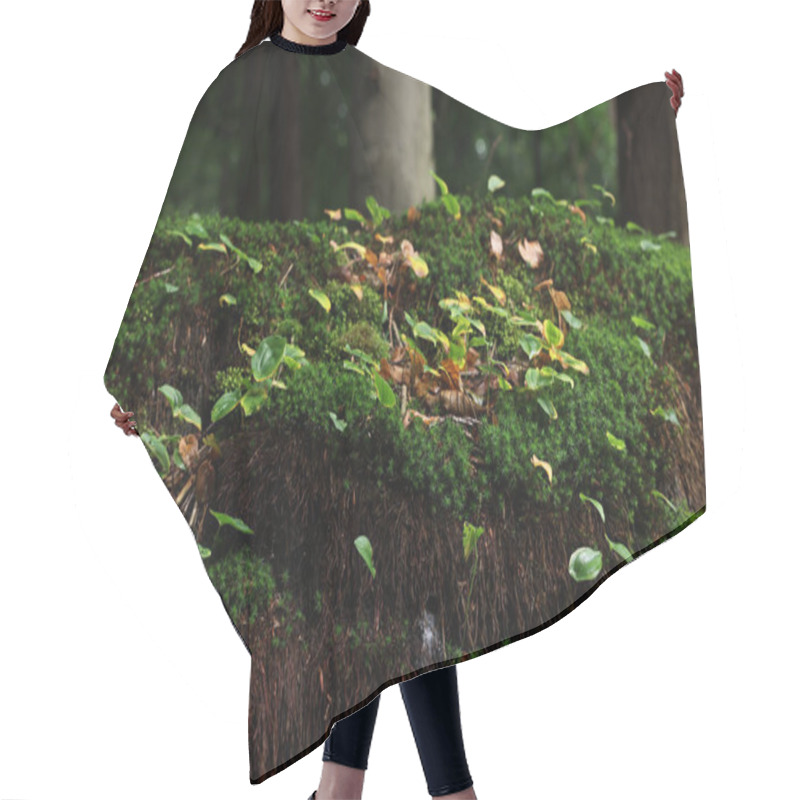 Personality  Beautiful Green Moss And Wild Plants Growing In Forest Hair Cutting Cape