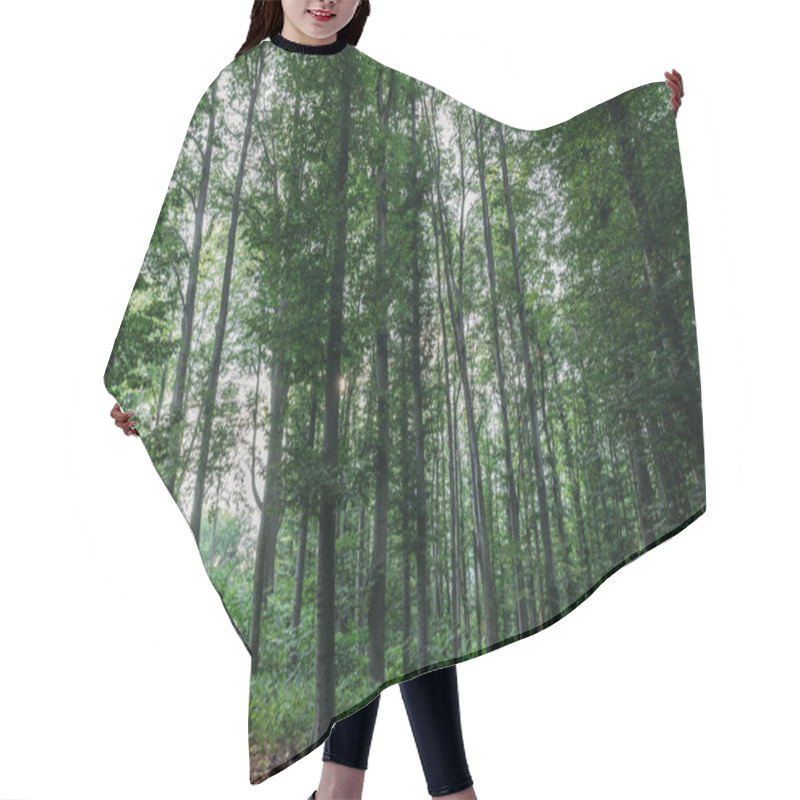 Personality  Dramatic Shot Of Green Forest On Cloudy Day Hair Cutting Cape