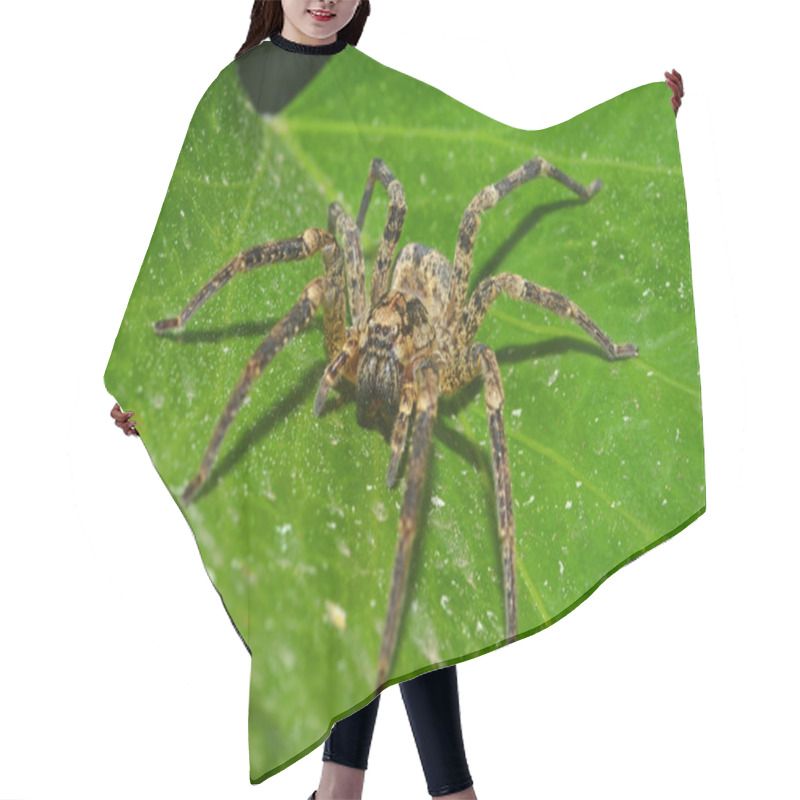 Personality  Wolf Spider Portrait Hair Cutting Cape