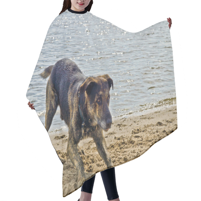 Personality  Gambling Dog Hair Cutting Cape