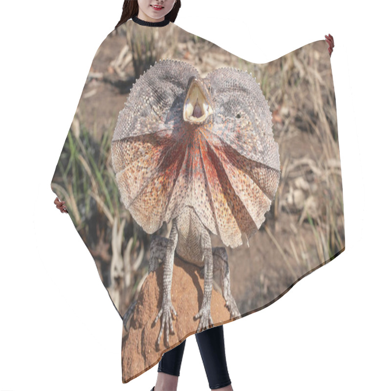 Personality  Frill-ncked Lizard With Frill Open Hair Cutting Cape