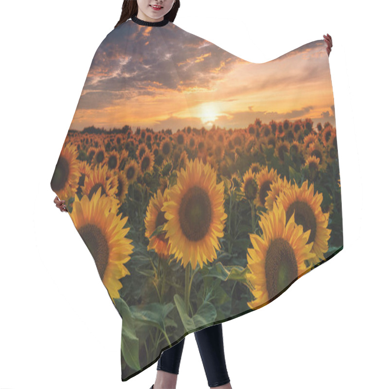 Personality  Beautiful Sunflower Field And Burning Sunset Sky. Big Sunflower Heads Illuminated By Setting Sun. Hair Cutting Cape