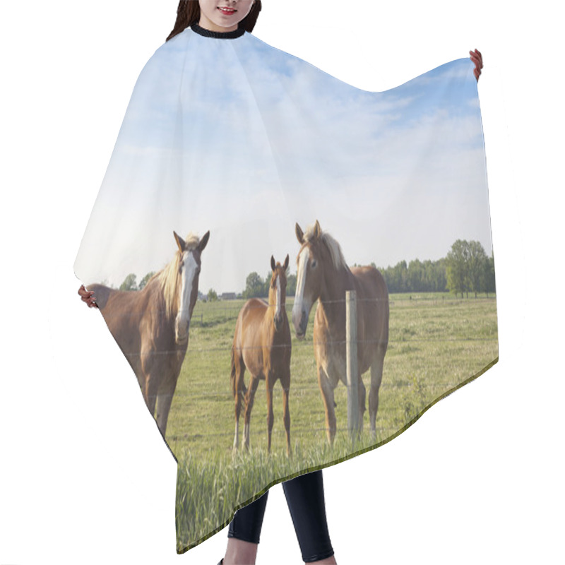 Personality  Horse On A Field Hair Cutting Cape