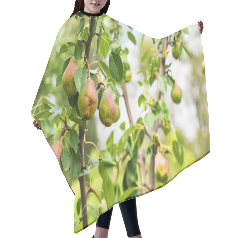 Personality  European Pear Or Common Pear On Tree Branch Hair Cutting Cape