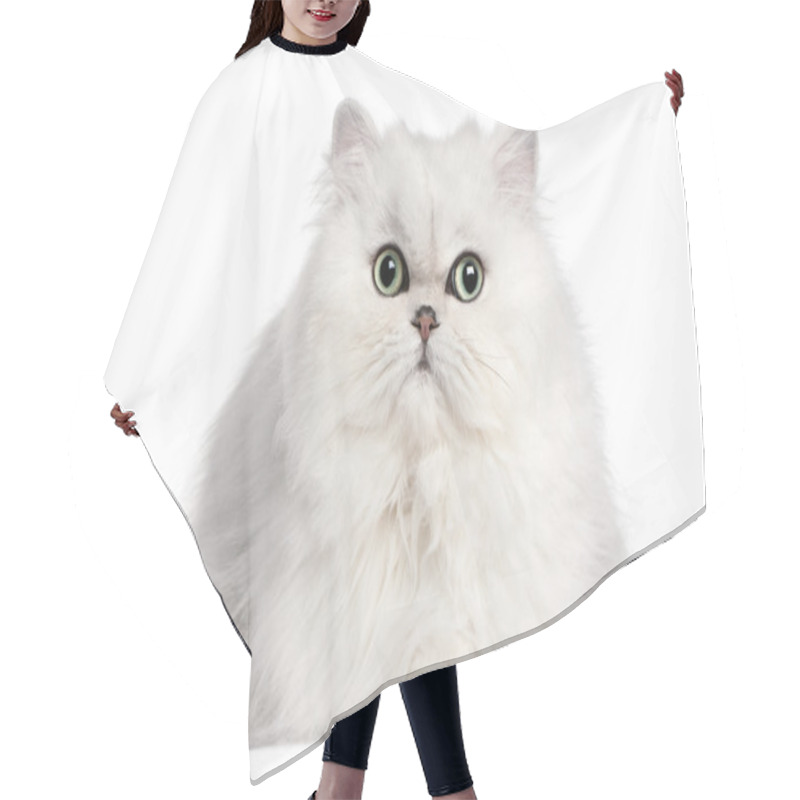 Personality  Persian Cat, 2 Years Old, In Front Of White Background Hair Cutting Cape