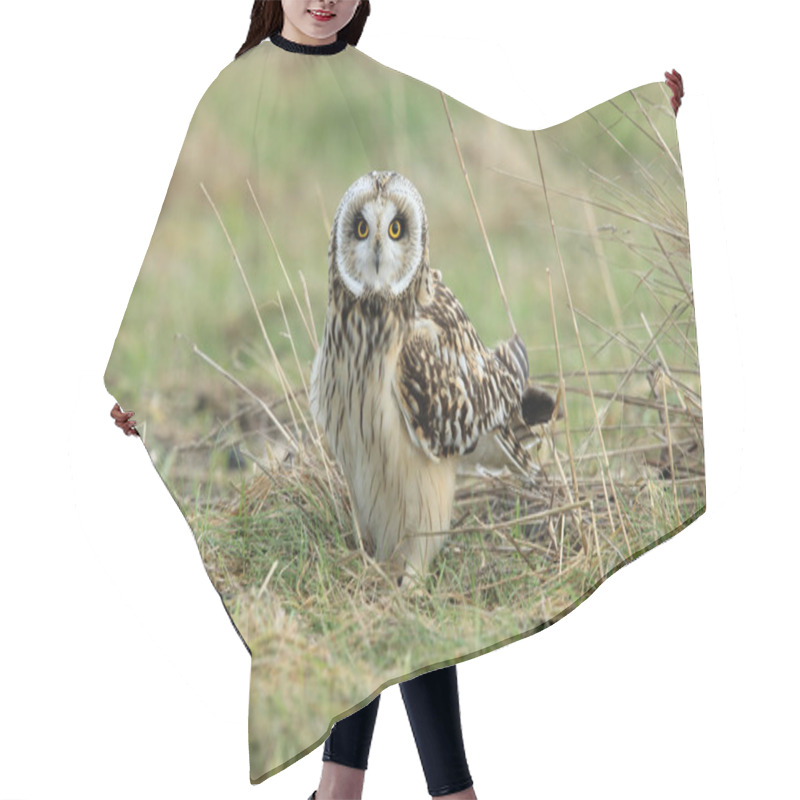 Personality  Short-eared Owl (Asio Flammeus) Cuxhaven Germany Hair Cutting Cape