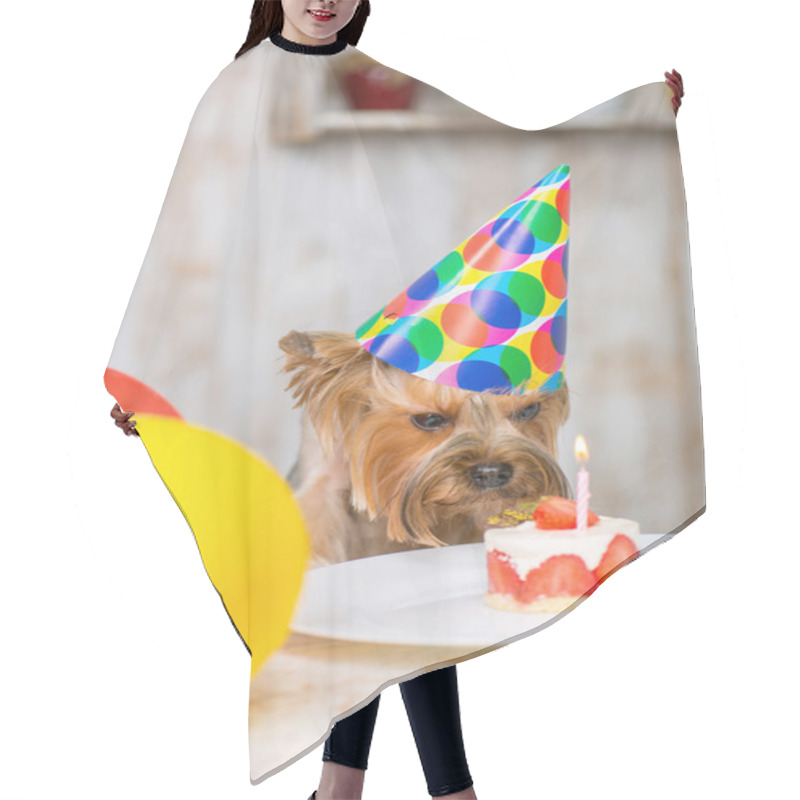 Personality  Yorkshire Terrier Sniffing At The Cake. Hair Cutting Cape