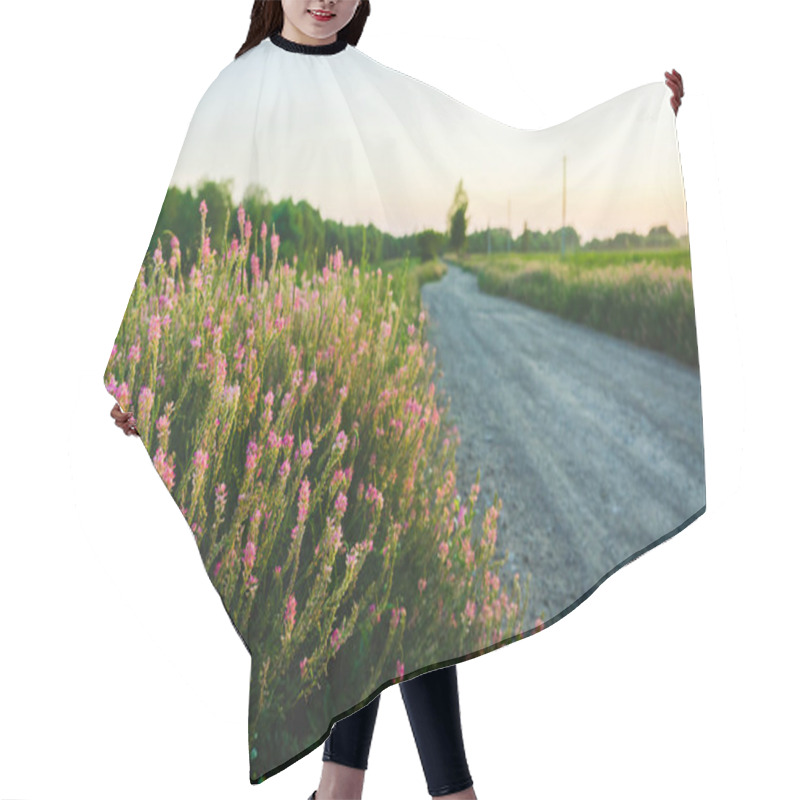 Personality  Beautiful Meadow With Wild Pink Flowers On The Roadside Over Sunset Sky. Field Background With Sun Flare. Selective Focus. Hair Cutting Cape