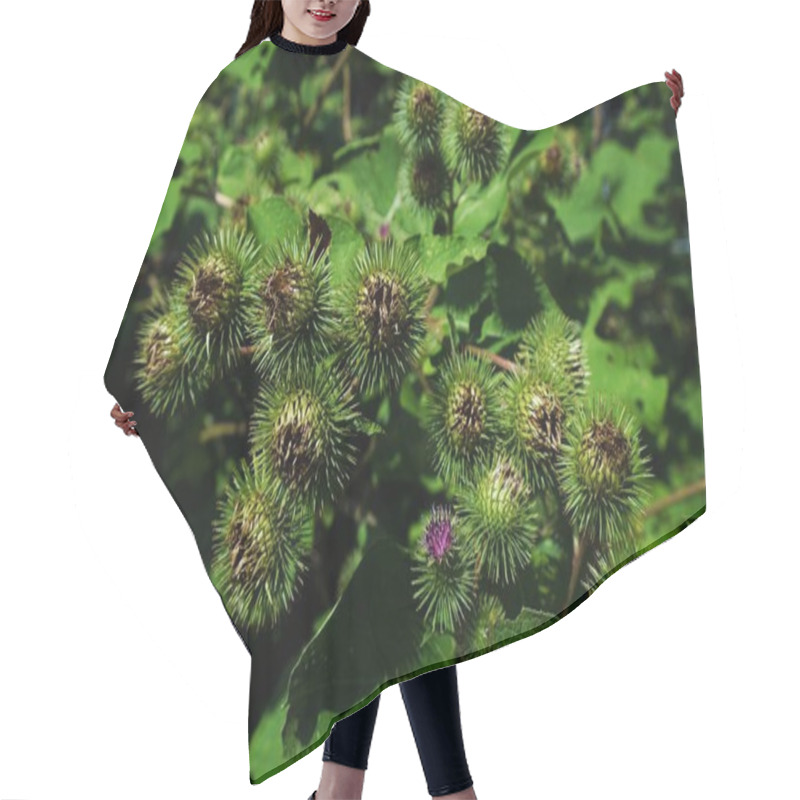 Personality  Buds Of The Great Burdock Arctium Lappa In Summer Hair Cutting Cape