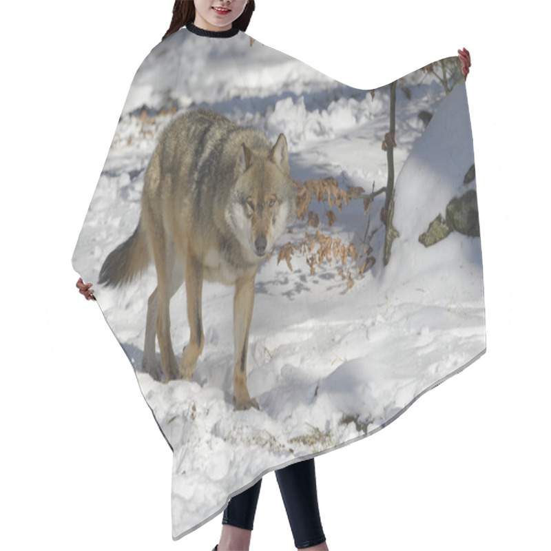 Personality  Adult Eurasian Wolf (Canis Lupus Lupus) Walking In The Forest In Snow, Germany Hair Cutting Cape