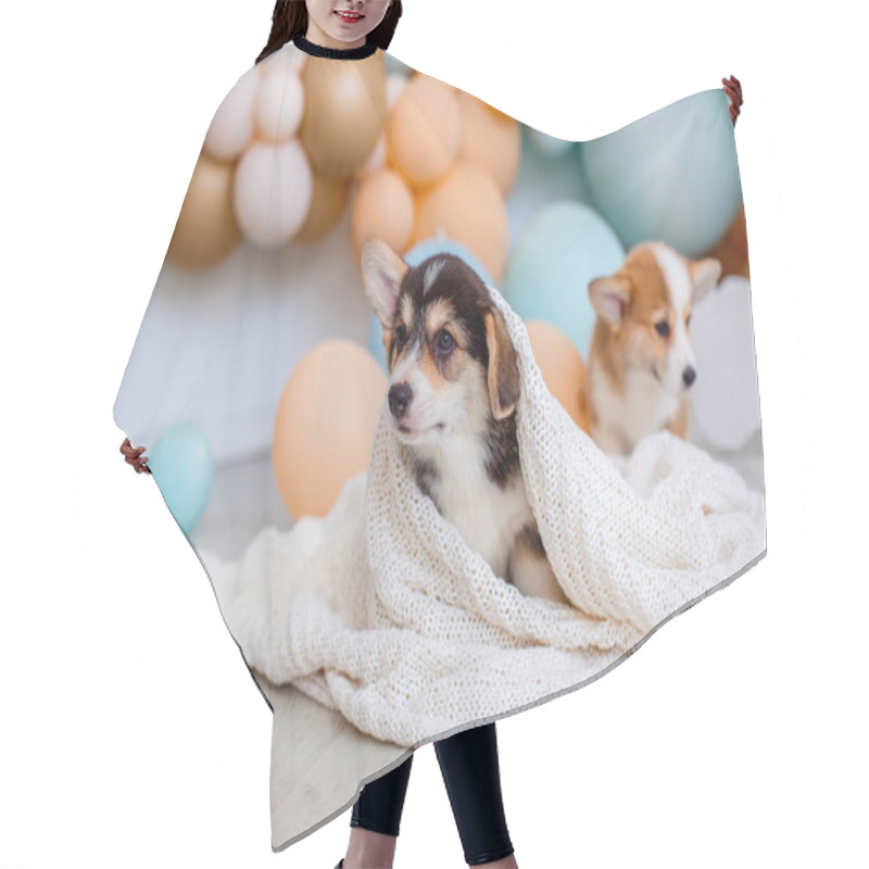 Personality  Cute Welsh Corgi Puppy Covered With A Blanket Hair Cutting Cape