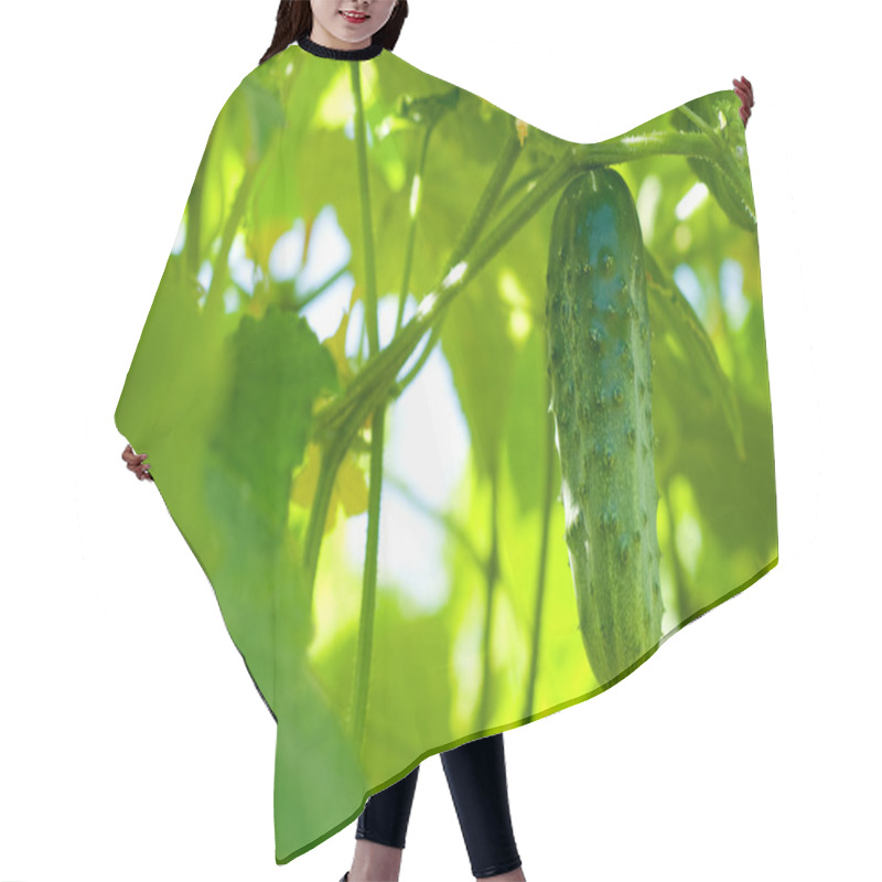 Personality  Cucumber Hair Cutting Cape