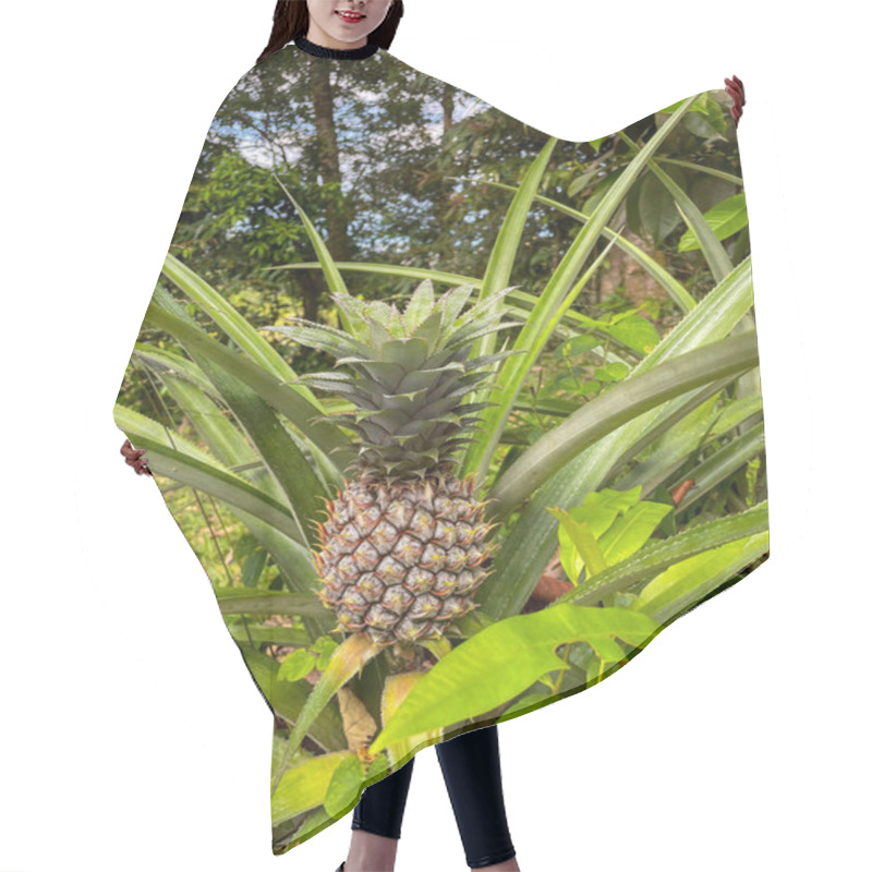 Personality  Pineapple Plant In Lush Tropical Garden Hair Cutting Cape