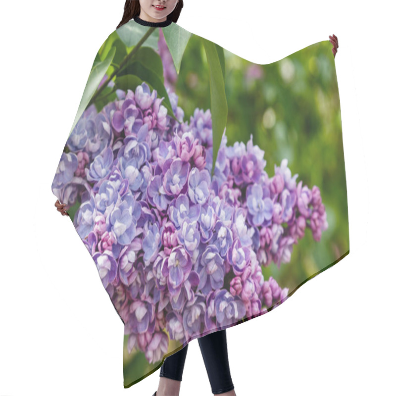 Personality  Lilac Branches On The Background Of The Park Or Garden. Spring Branches Of Blossoming Lilac Hair Cutting Cape