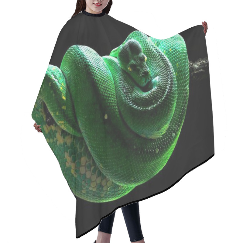 Personality  View Of Majestic Wild Python Snake Hair Cutting Cape