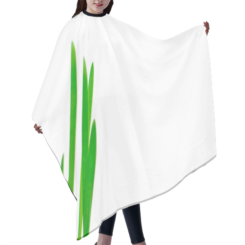 Personality  Green Shoots On A White Background. Isolated. Hair Cutting Cape