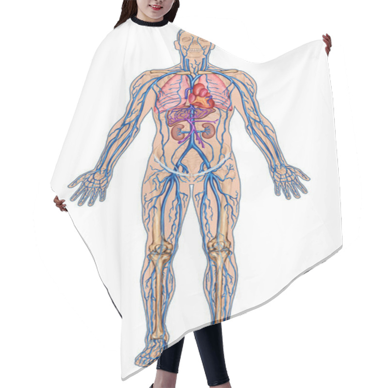 Personality  Human Bloodstream - Didactic Board Of Anatomy Of Blood System Of Human Circulation Sanguine, Cardiovascular, Vascular And Venous System Hair Cutting Cape