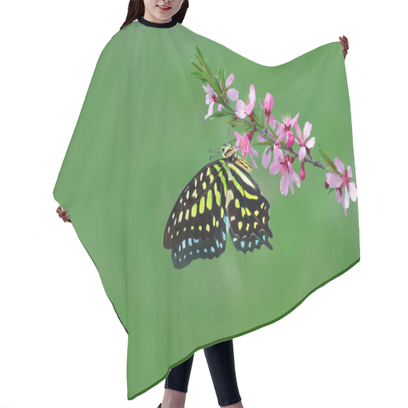 Personality  Colorful Spotted Tropical Butterfly On Pink Sakura Blossom Branch In The Garden. Copy Space. Graphium Agamemnon Butterfly. Green-spotted Triangle. Tailed Green Jay Hair Cutting Cape