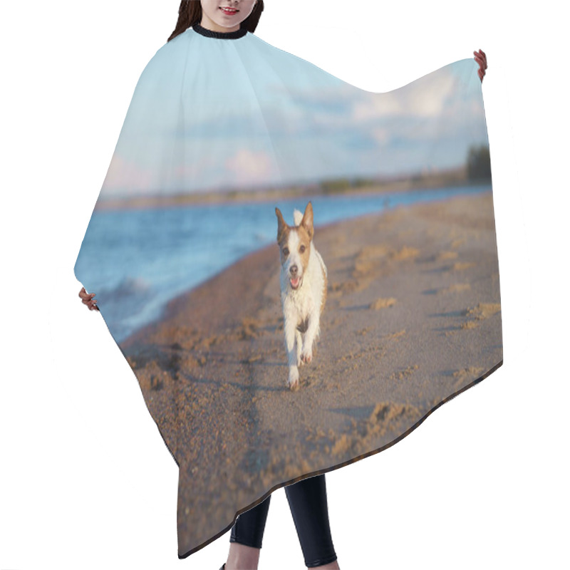 Personality  Dog On The Beach, Sunny Photo By The Water. Walking With A Pet Hair Cutting Cape