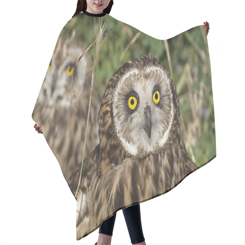 Personality  Short Eared Owl, Asio Flammeus, Country Owl, Portrait Of Eyes And Face Hair Cutting Cape