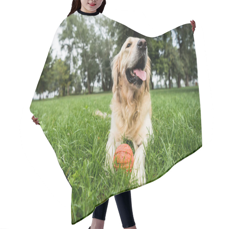 Personality  Selective Focus Of Cute Golden Retriever Dog Lying With Rubber Ball On Green Lawn Hair Cutting Cape