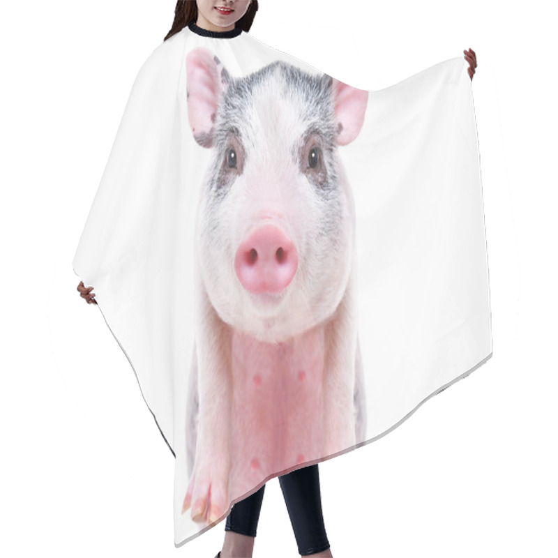 Personality  Portrait Of A Cute Funny Little Pig, Closeup, Isolated On White Background Hair Cutting Cape