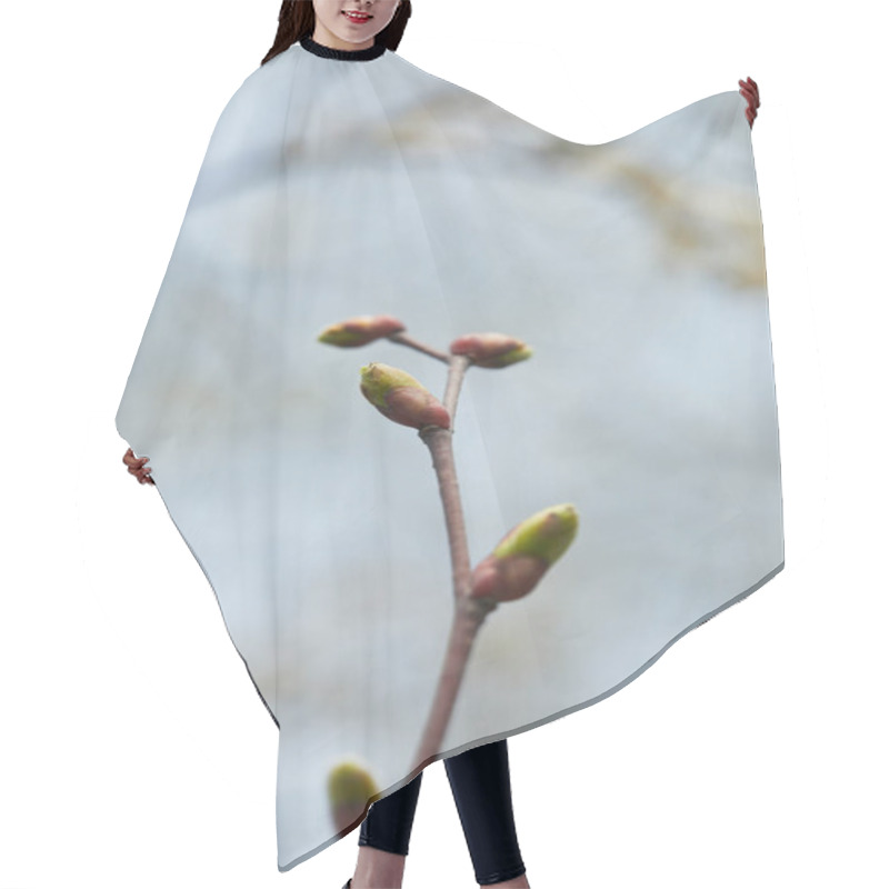 Personality  Close Up Of Tree Branch With Closed Buds On Blurred Grey Background Hair Cutting Cape