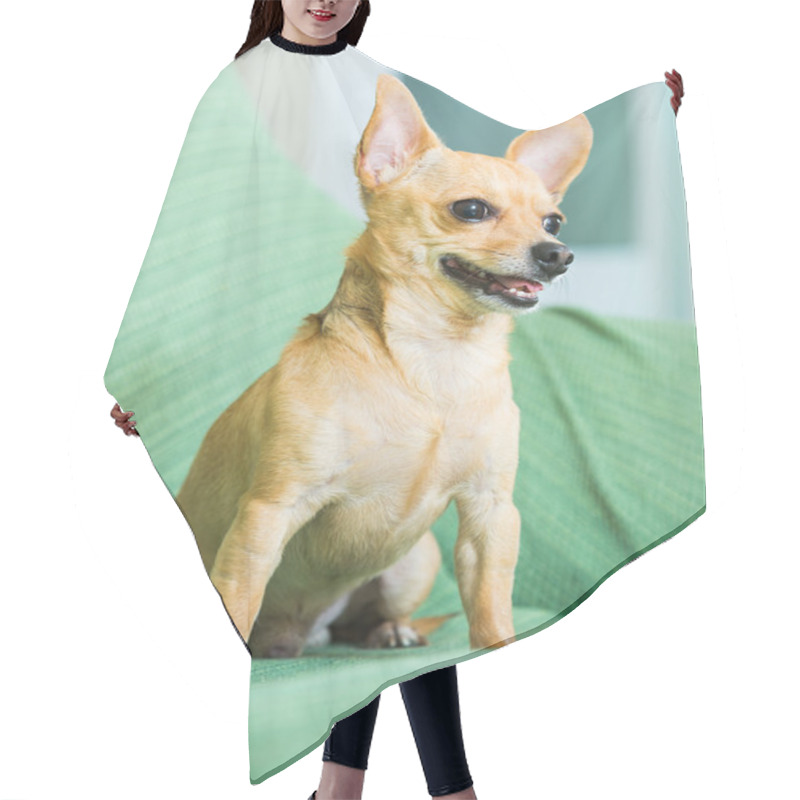 Personality  Russian  Toy Terrier Hair Cutting Cape