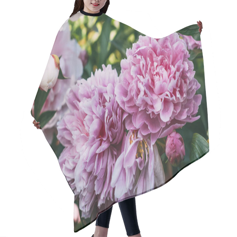 Personality  Close Up Of Pink Peony Flowers In Garden Hair Cutting Cape